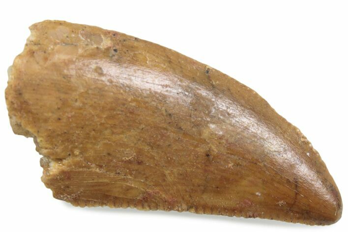 Serrated Raptor Tooth - Real Dinosaur Tooth #376515